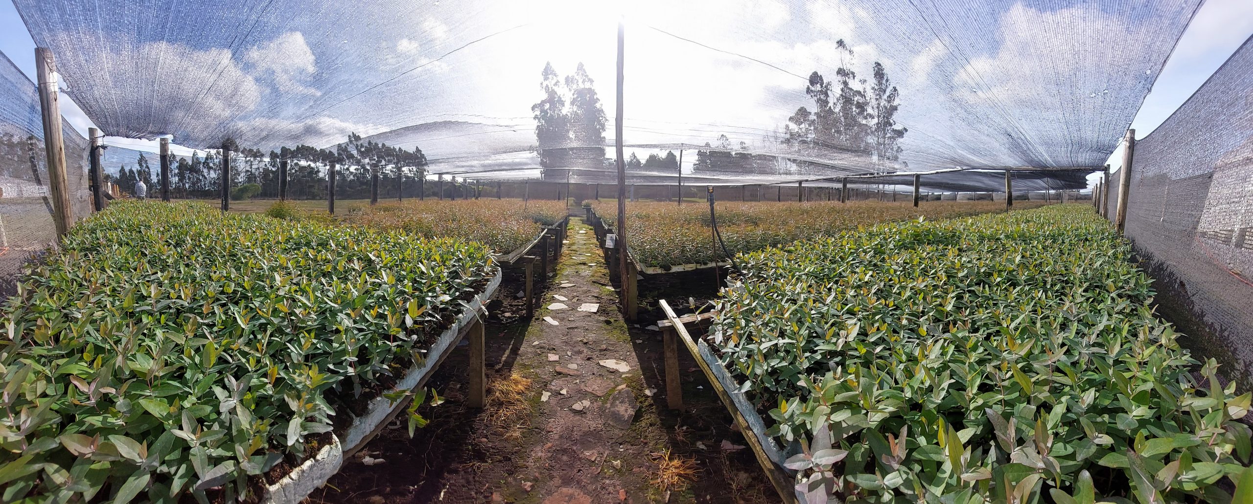 Vivero y servicios